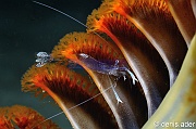 Periclimenes-cf magnificus-Pteroeides-sp Grosse Plume de mer Komodo Nassa-17m-20160806nuit-Denis-ADER-DSC_0435_tn